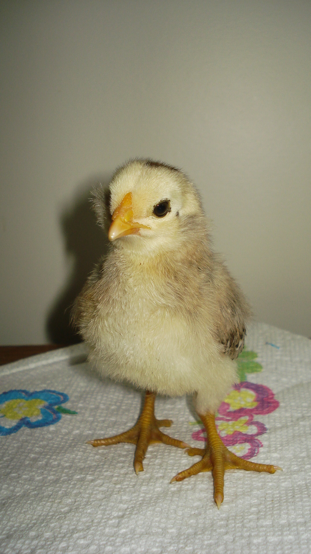 Chick from eggs due 6/5/12