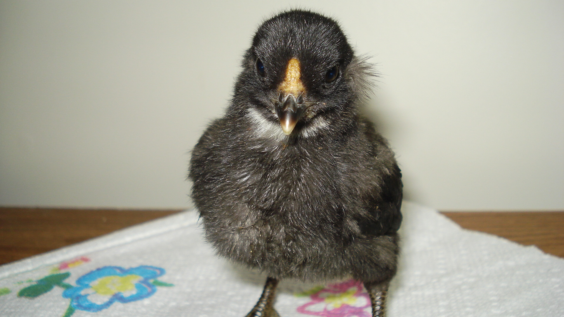 Chick from eggs due 6/5/12