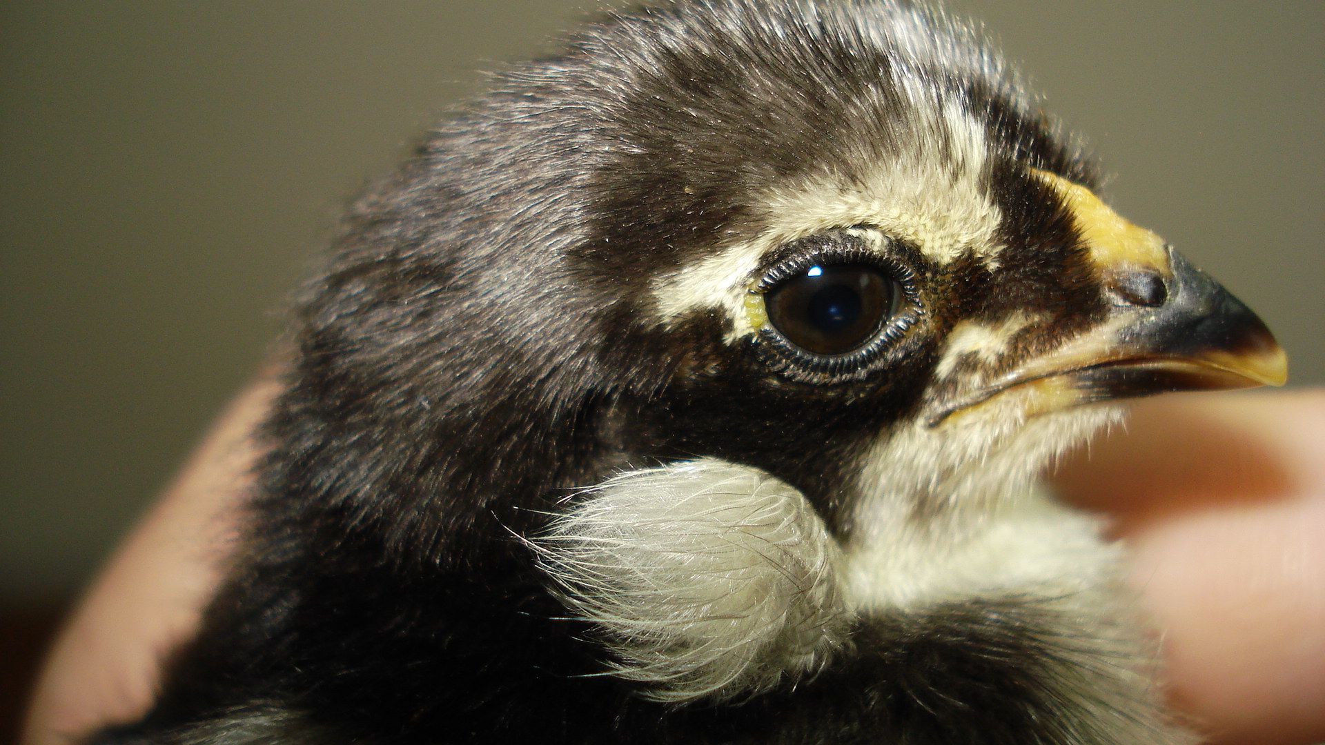 Chick from eggs due 6/5/12