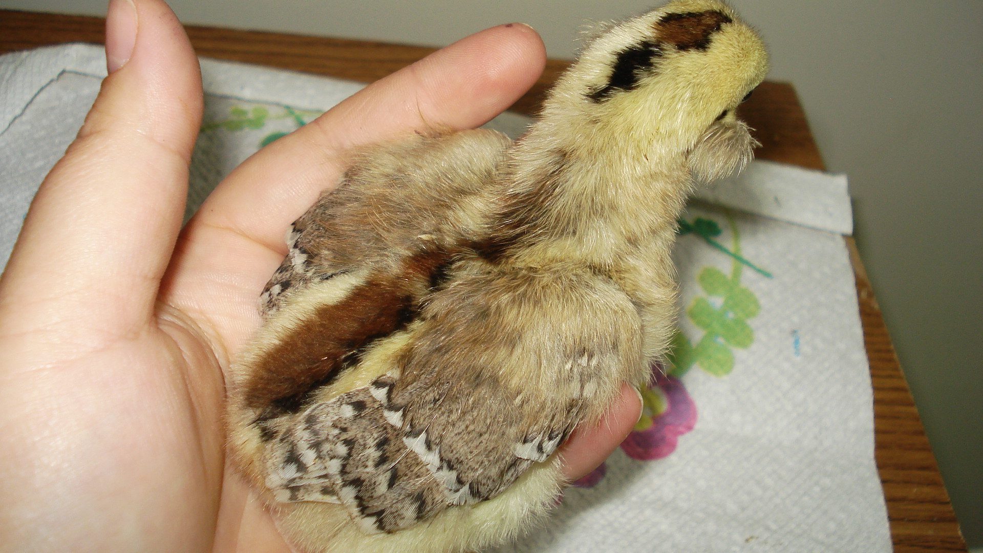 Chick from eggs due 6/5/12