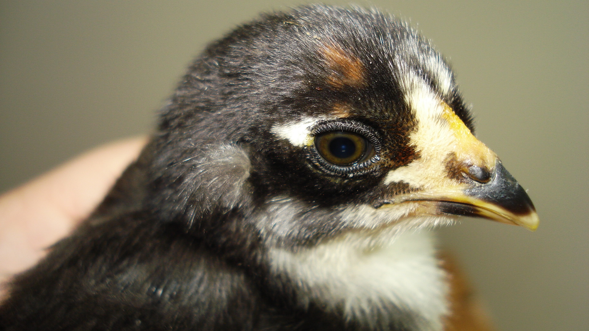 Chick from eggs due 6/5/12