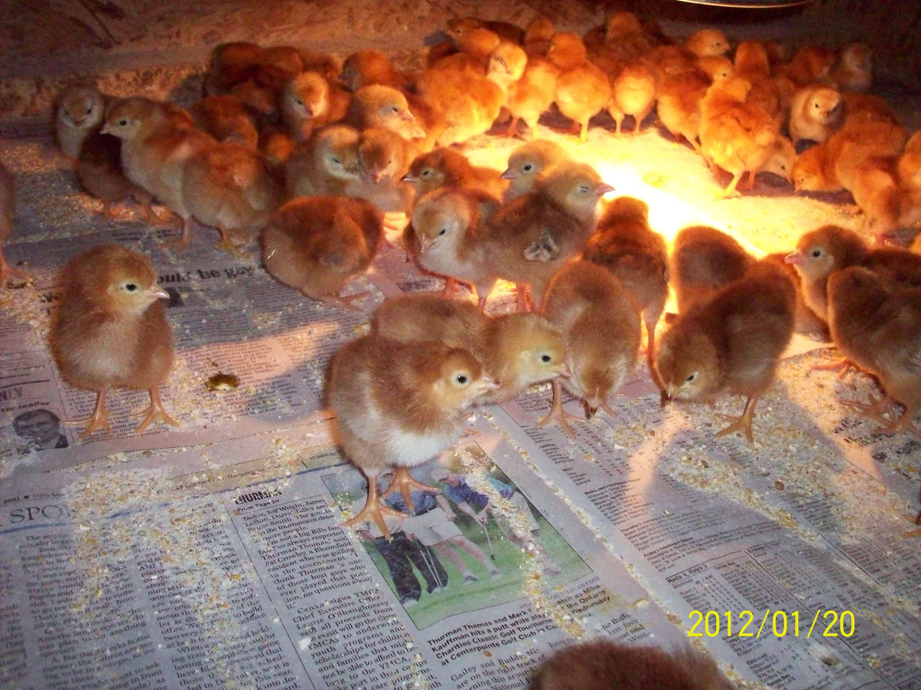 Chick Hatch 150 Rhode Island Reds 1/20/2012