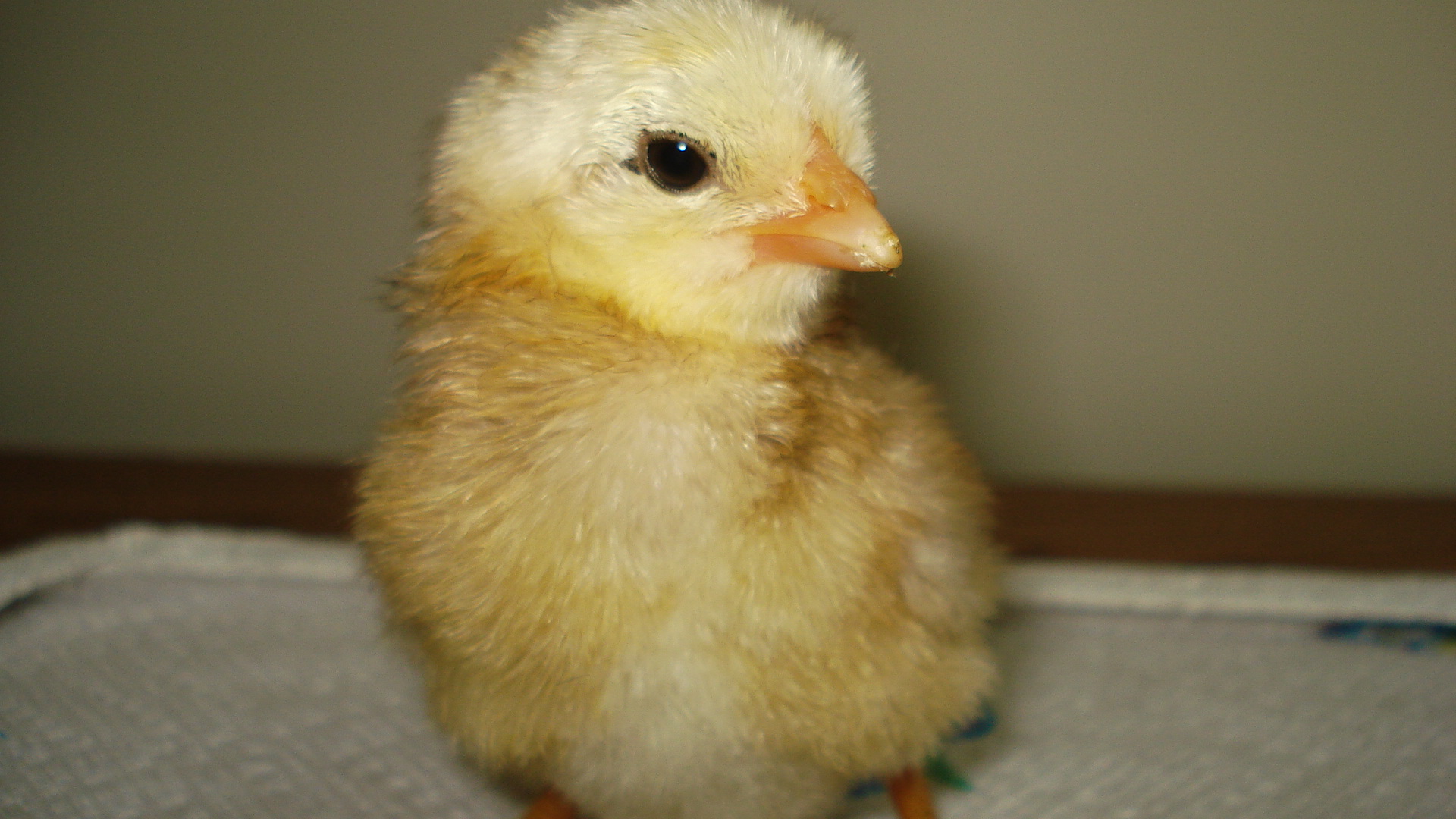 Chick hatched on 6/12/12, cleanfaced