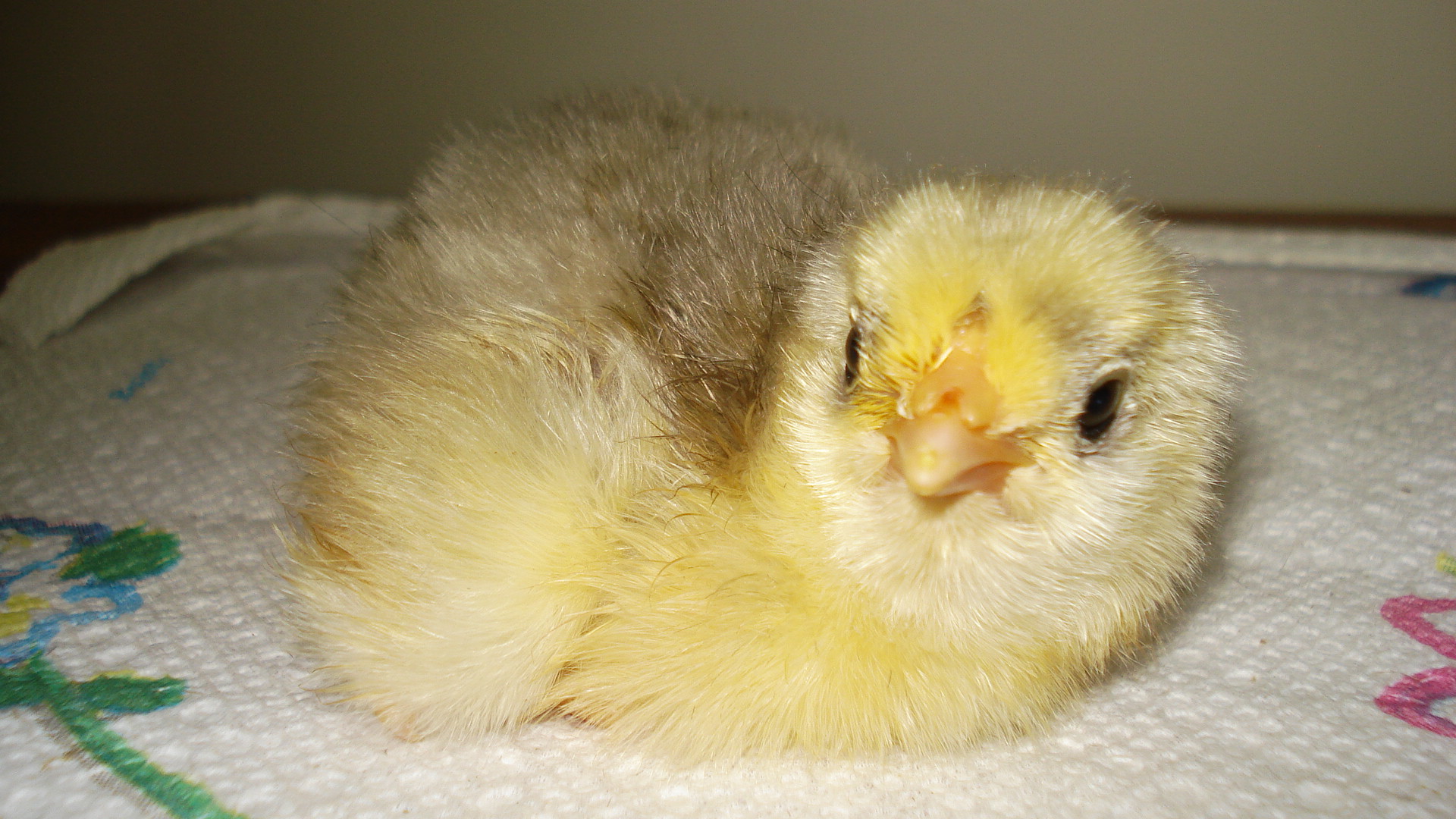 Chick hatched on 6/12/12, tufted
