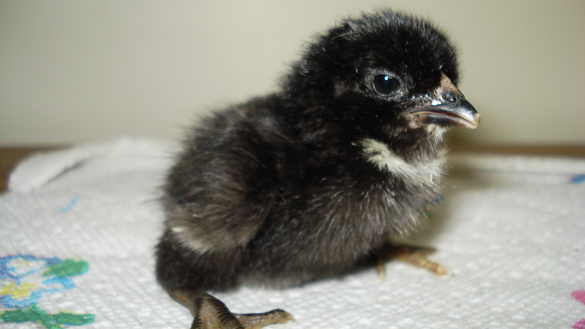 Chick hatched on 6/12/12, tufted