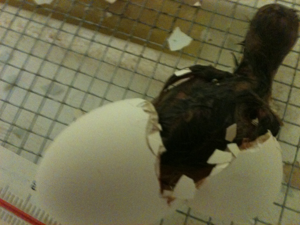 Chick hatching in the incubator.