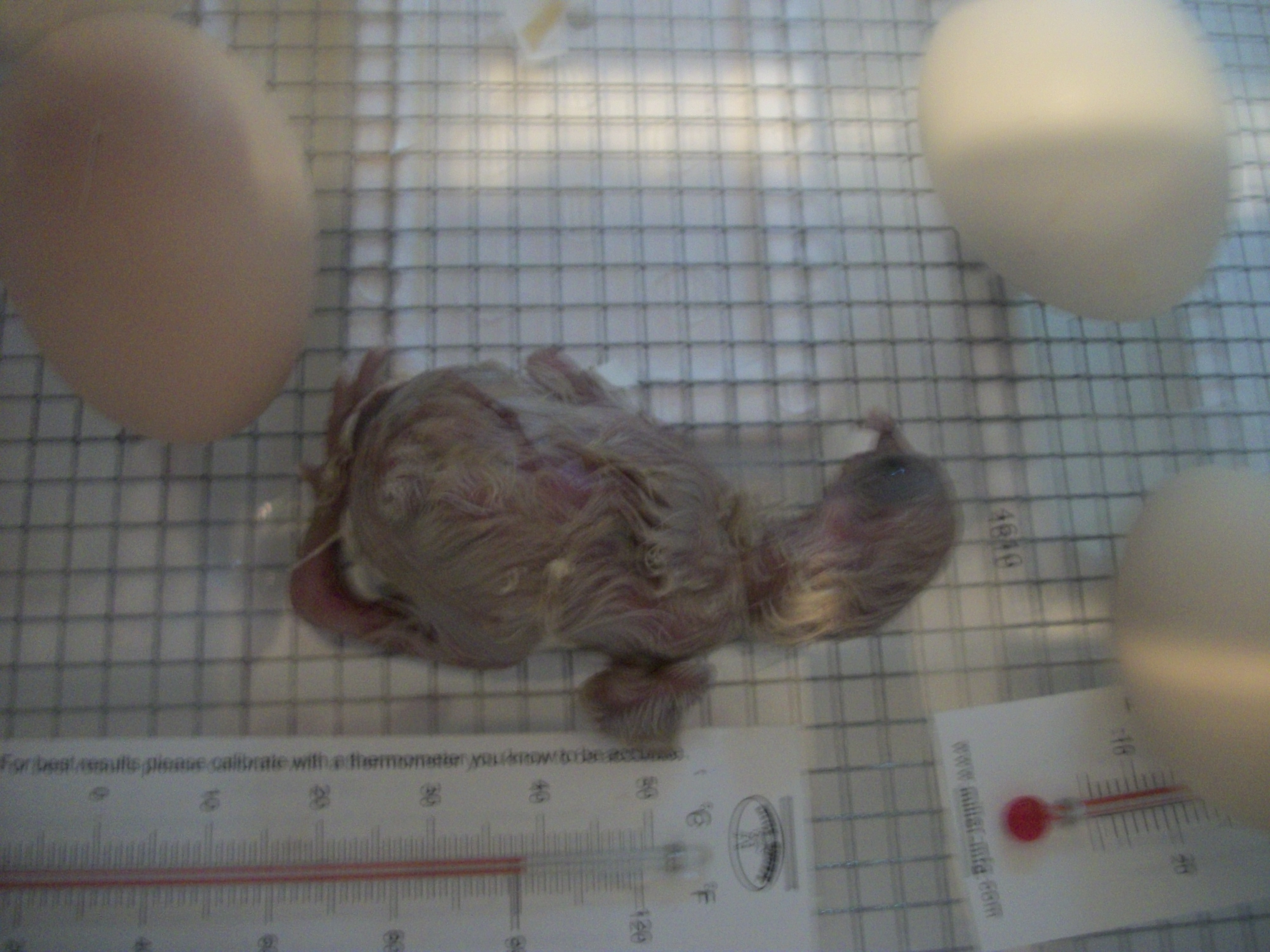 chick hatching