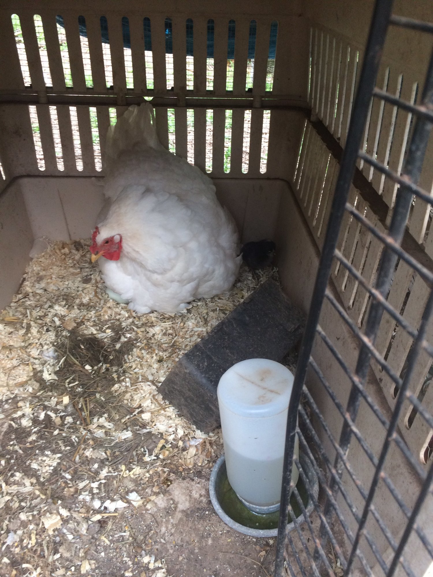 chick hiding in corner