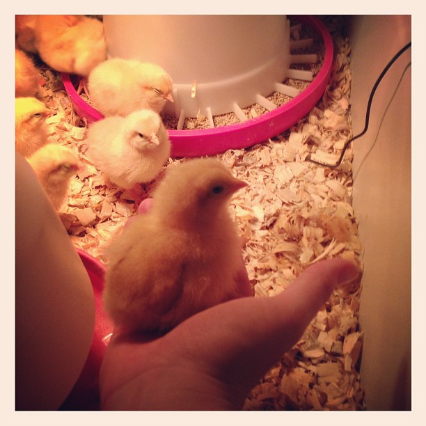 Chick in hand! I think she is 4 days old?
