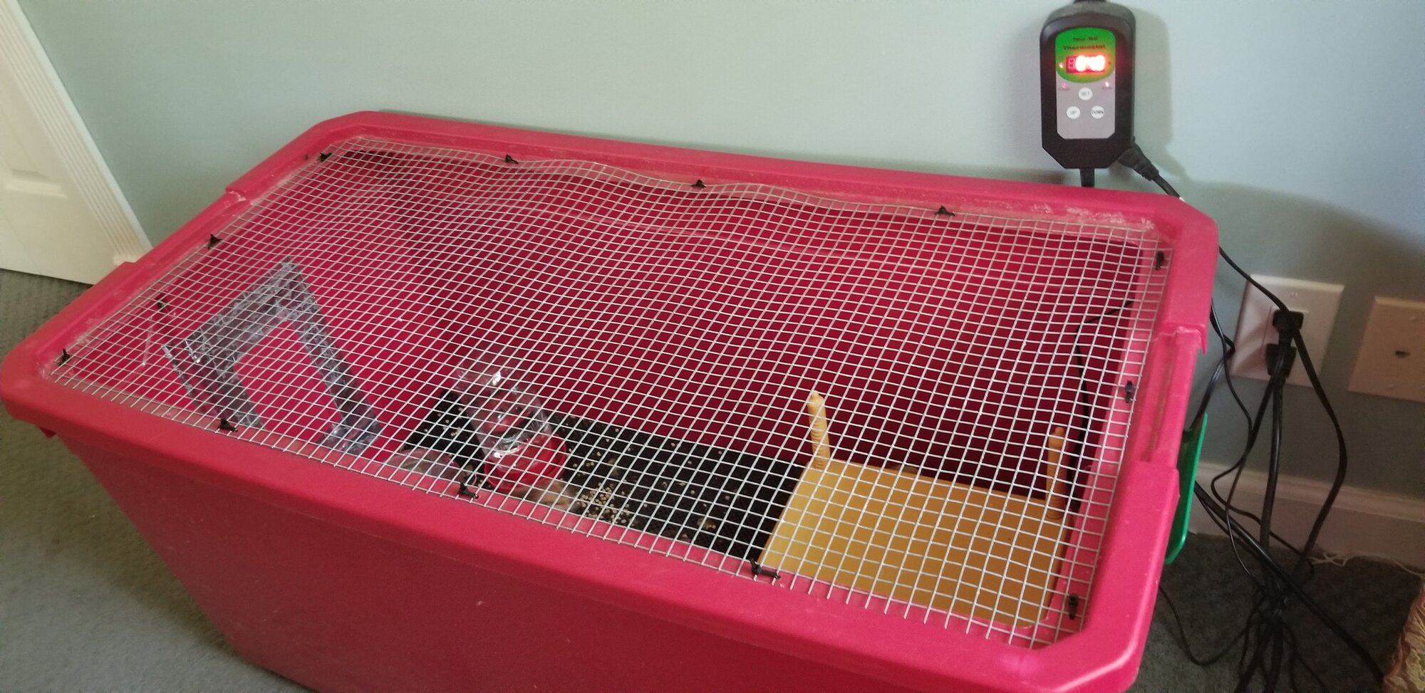 chick nursery.jpg