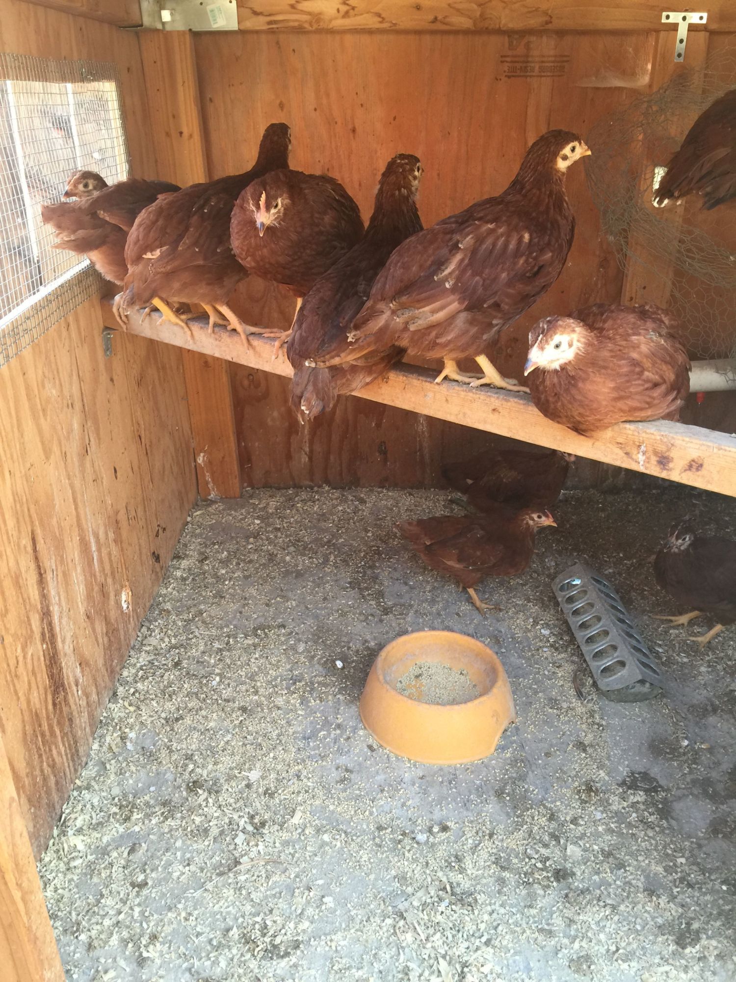Chick nursery. This is the right side where my older babies are growing. Next they will move to a pen where they will have more outdoor access. We are just starting to let them our for a few hours at a time so they can explore and catch bugs.