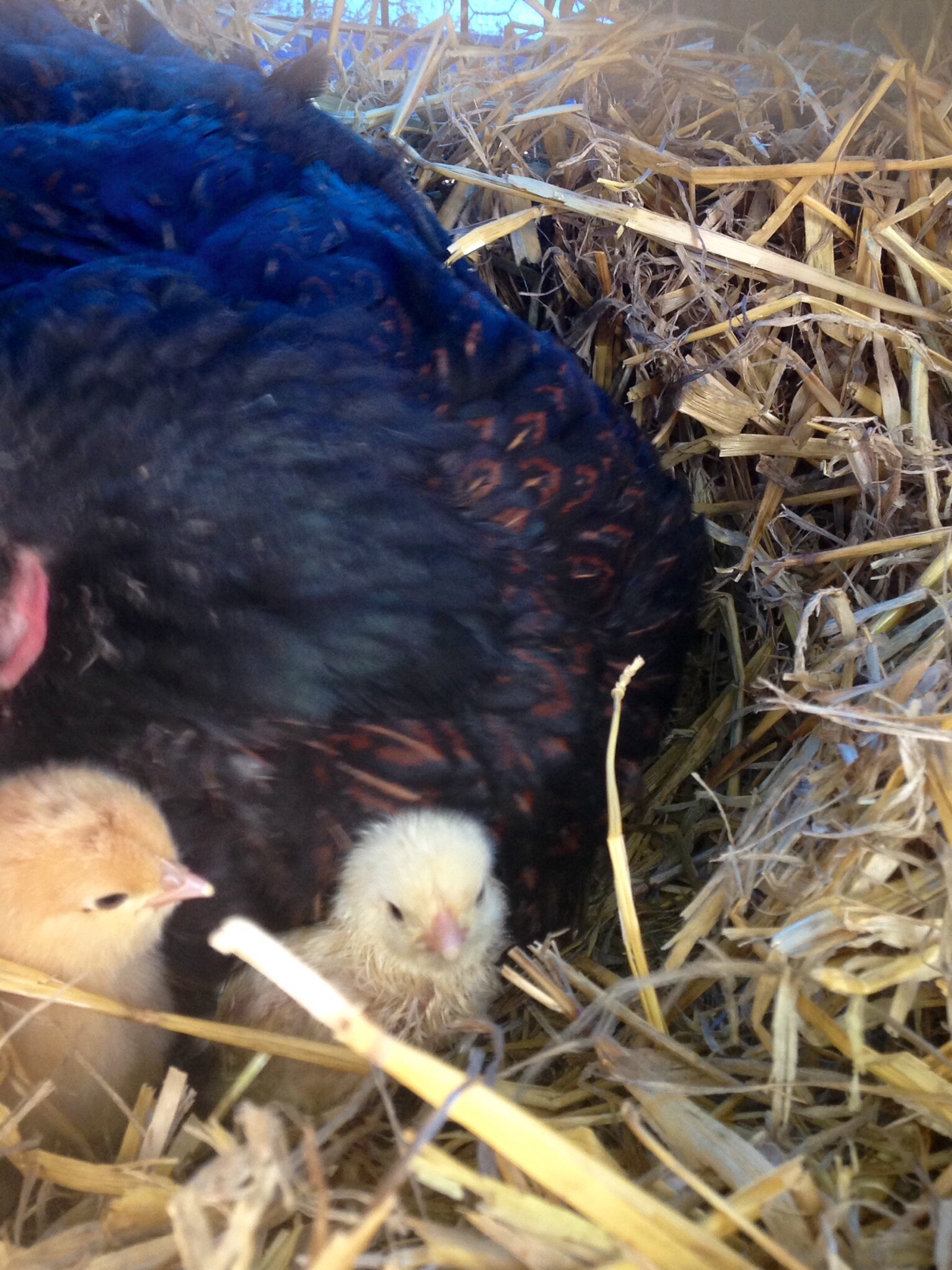 Chick on the left hatched out overnight 05-31-15 and the second hatched around noon on 06-01-15. She has one more that has pipped and was working on unzipping.