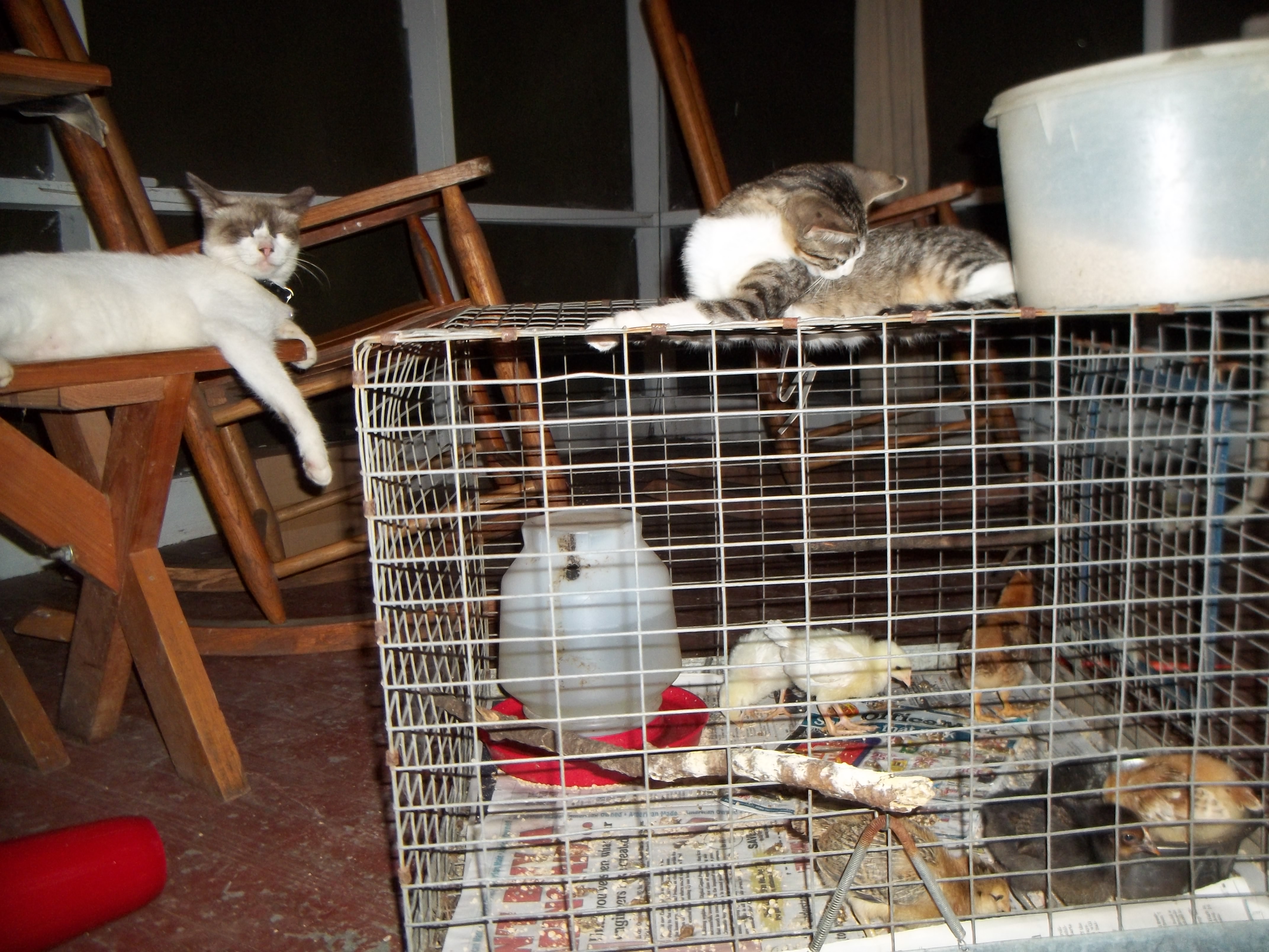 chick setting, look how small my lady were