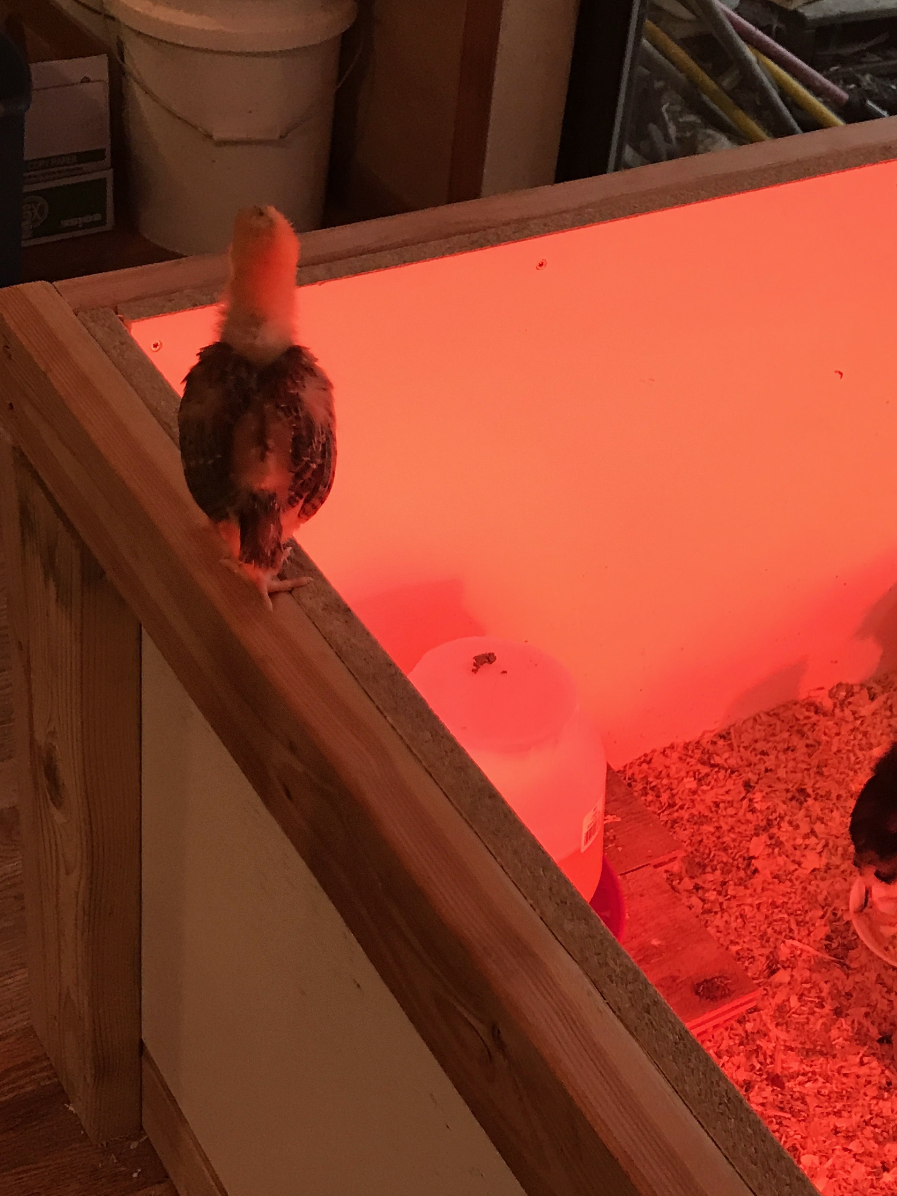 Chick taking a stroll