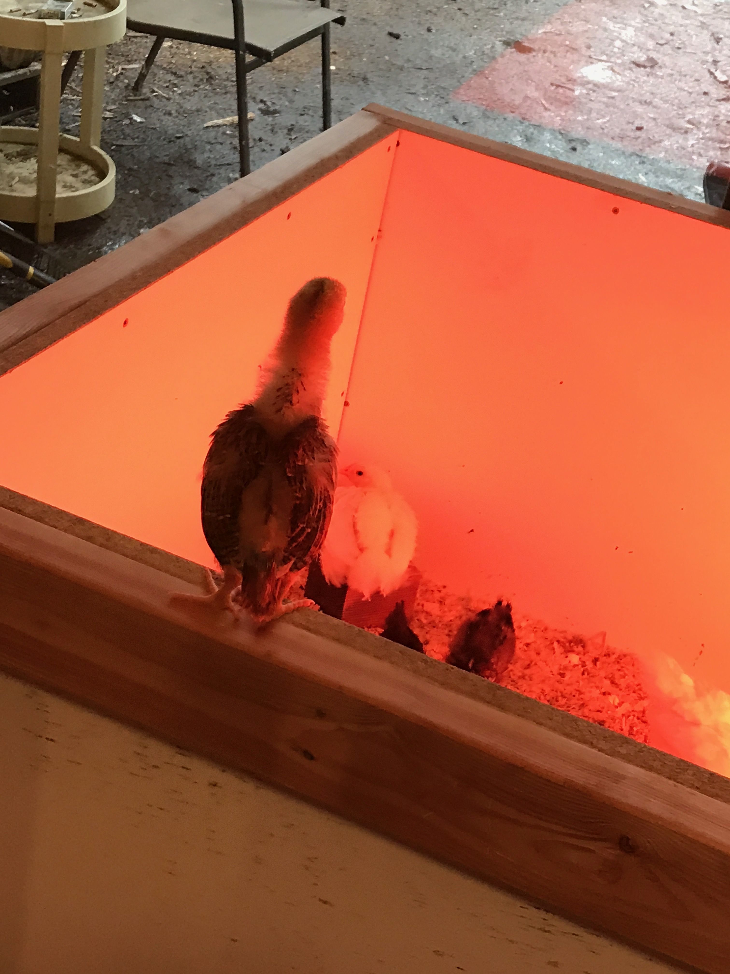 Chick teasing other chicks.