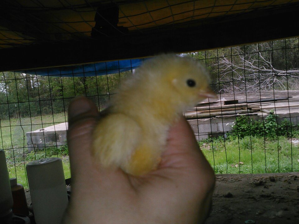 chick three days old