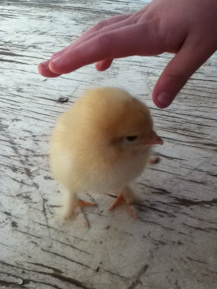 Chick with feathers on it's feet.  Any ideas on what it is?