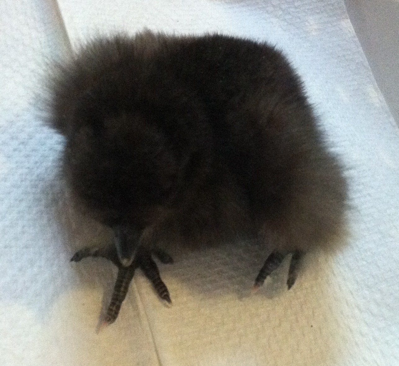 Chick with leg problem 1
