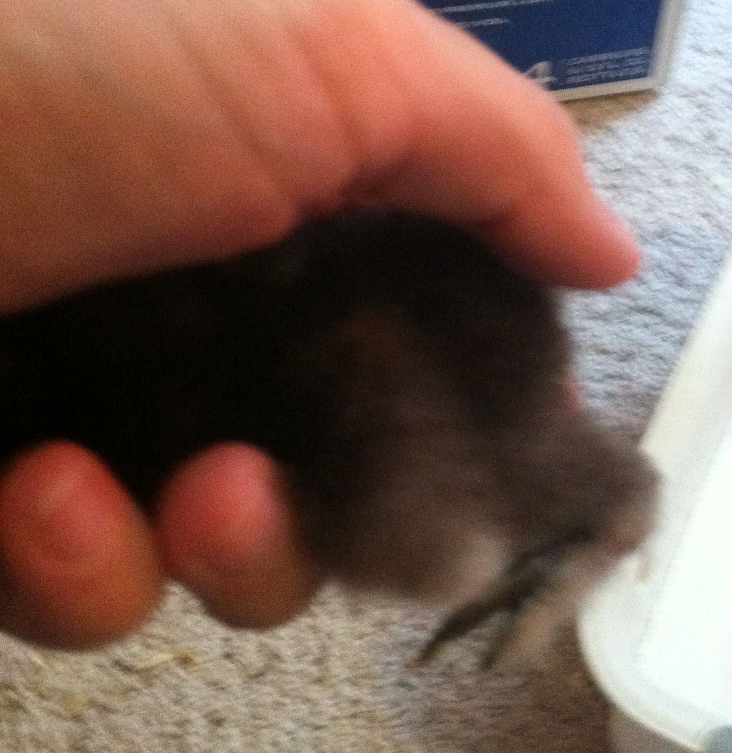Chick with leg problem 2