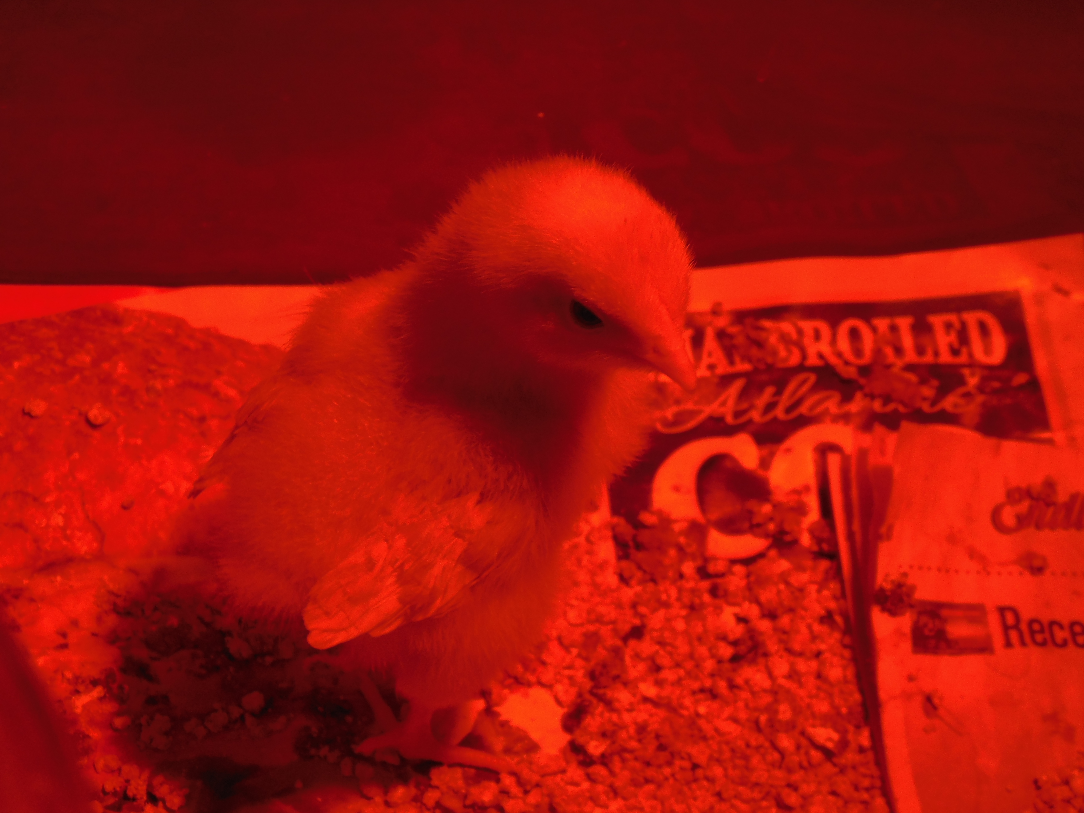 chick