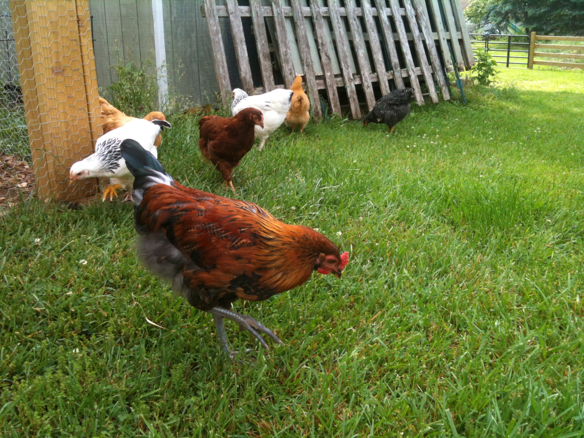 chick2.JPG