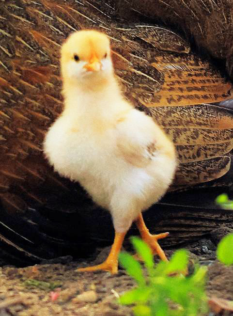 Chick_crop