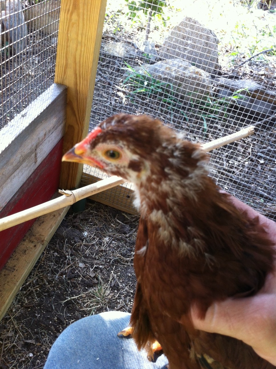 Chickadee, age approx 1.5 months