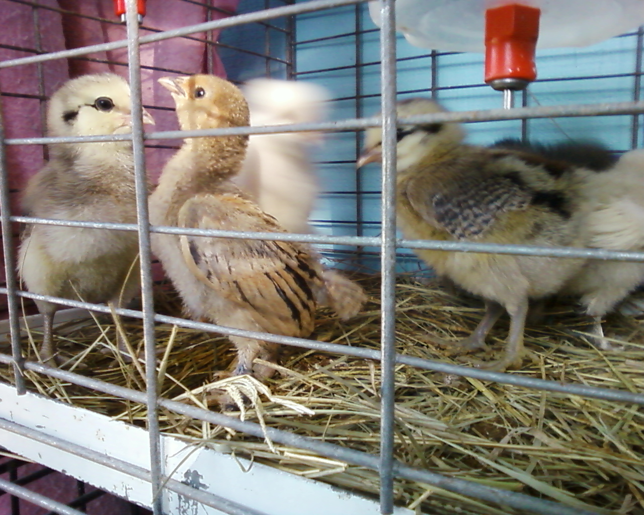 Chickadee pretending to be a big chicken