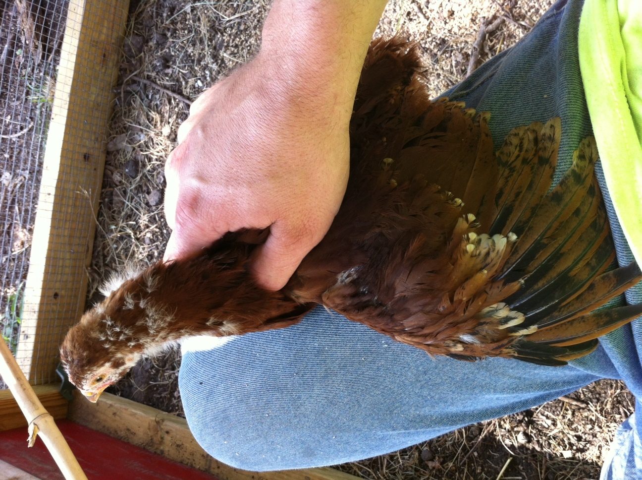 Chickadee Wing