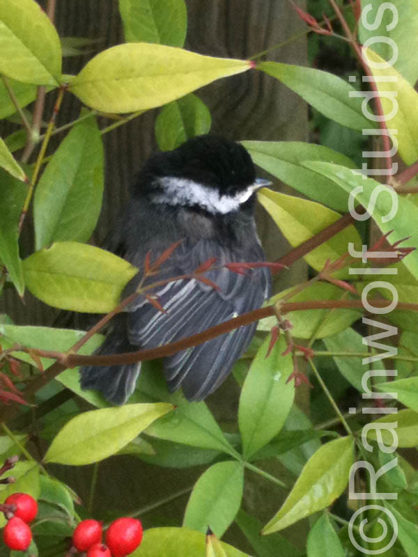 Chickadee