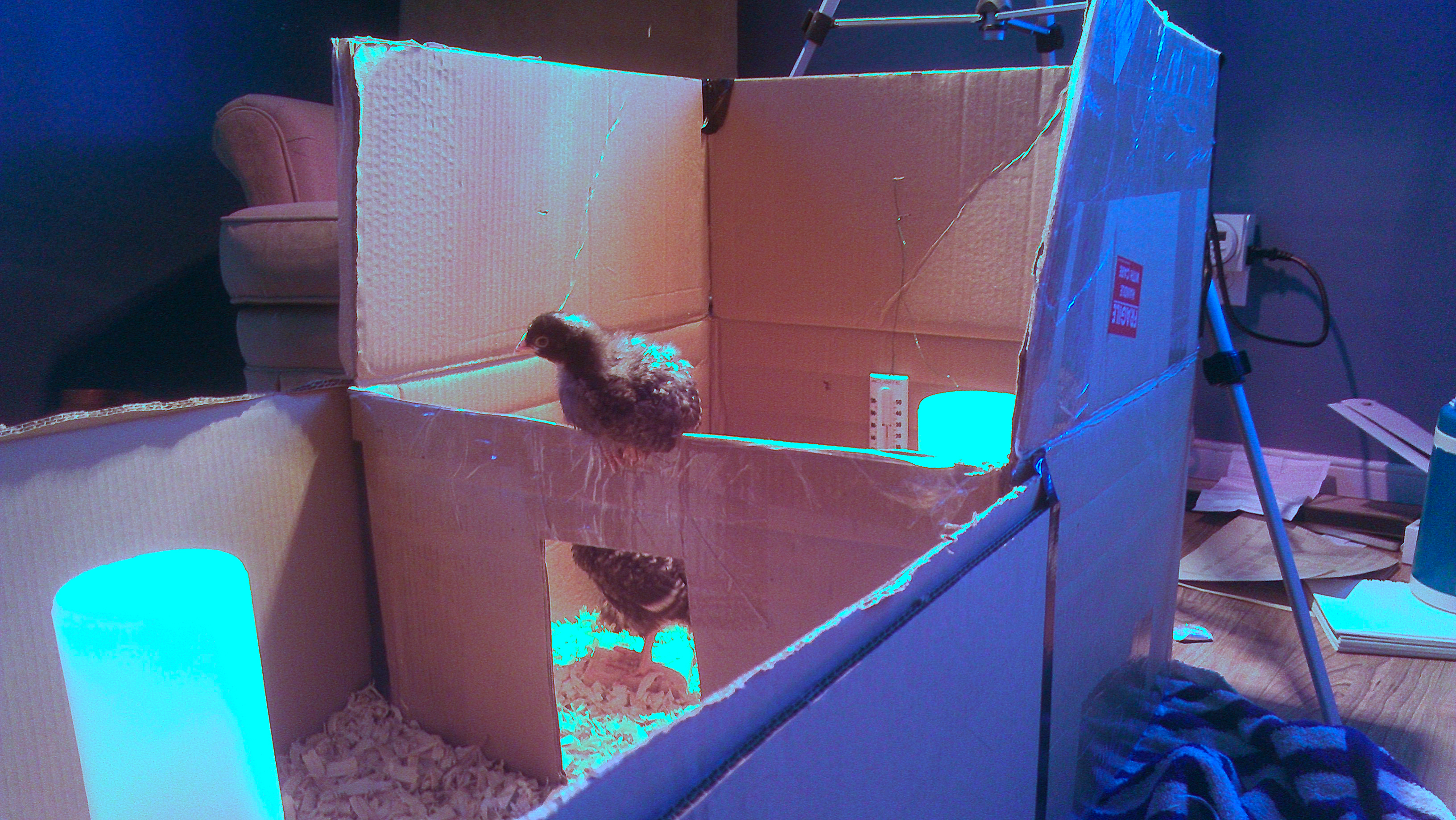 Chickaletta perching