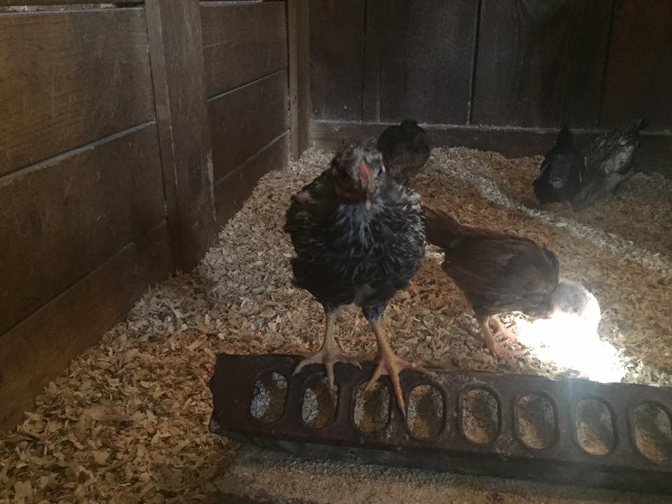 Chickaletta - Silver Laced Wyandotte - 4 weeks