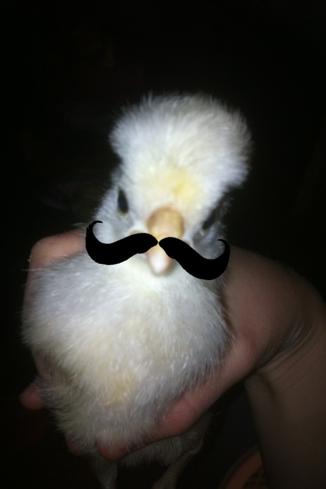 Chickawaw with a moustache