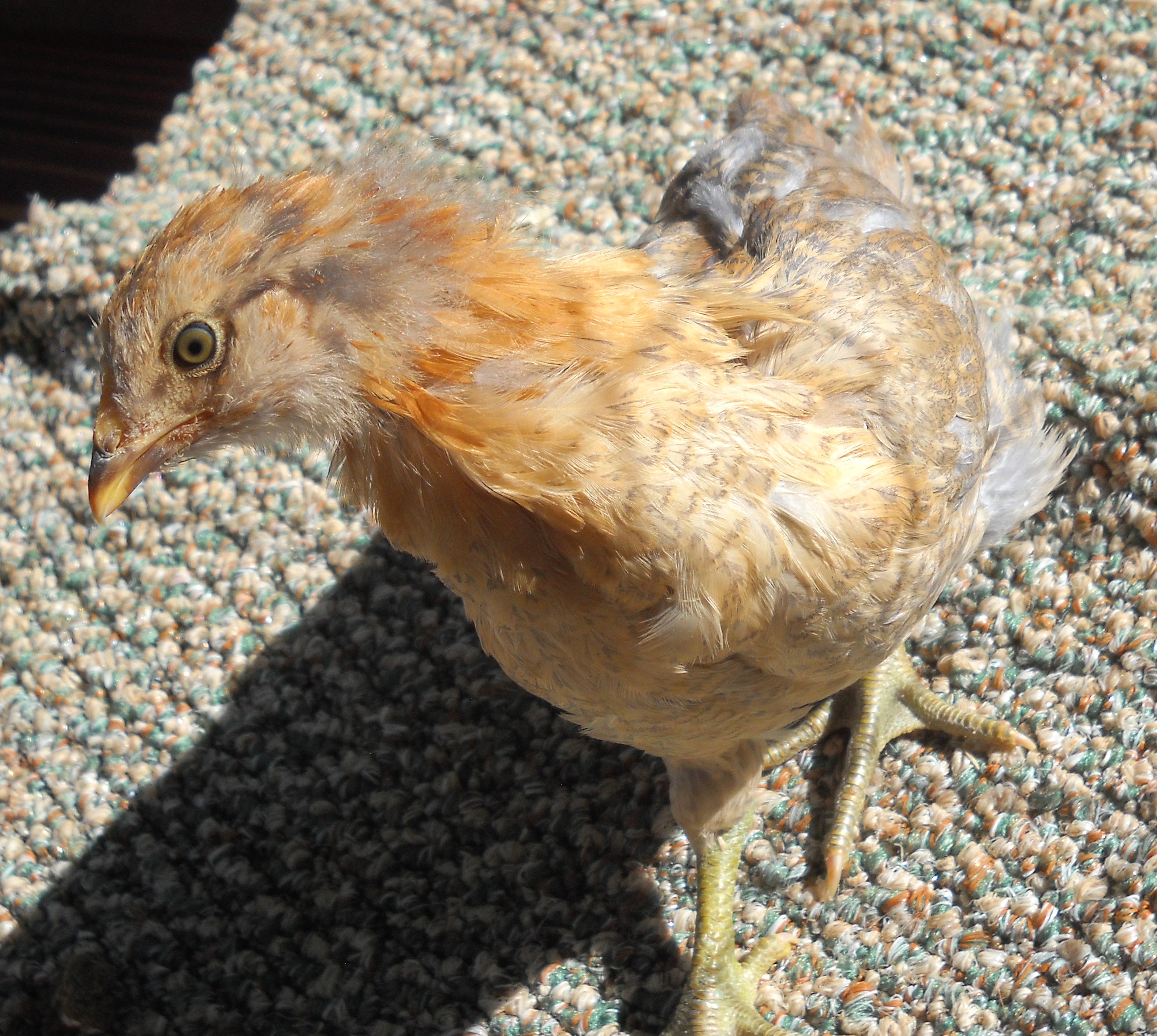 Chickbert.