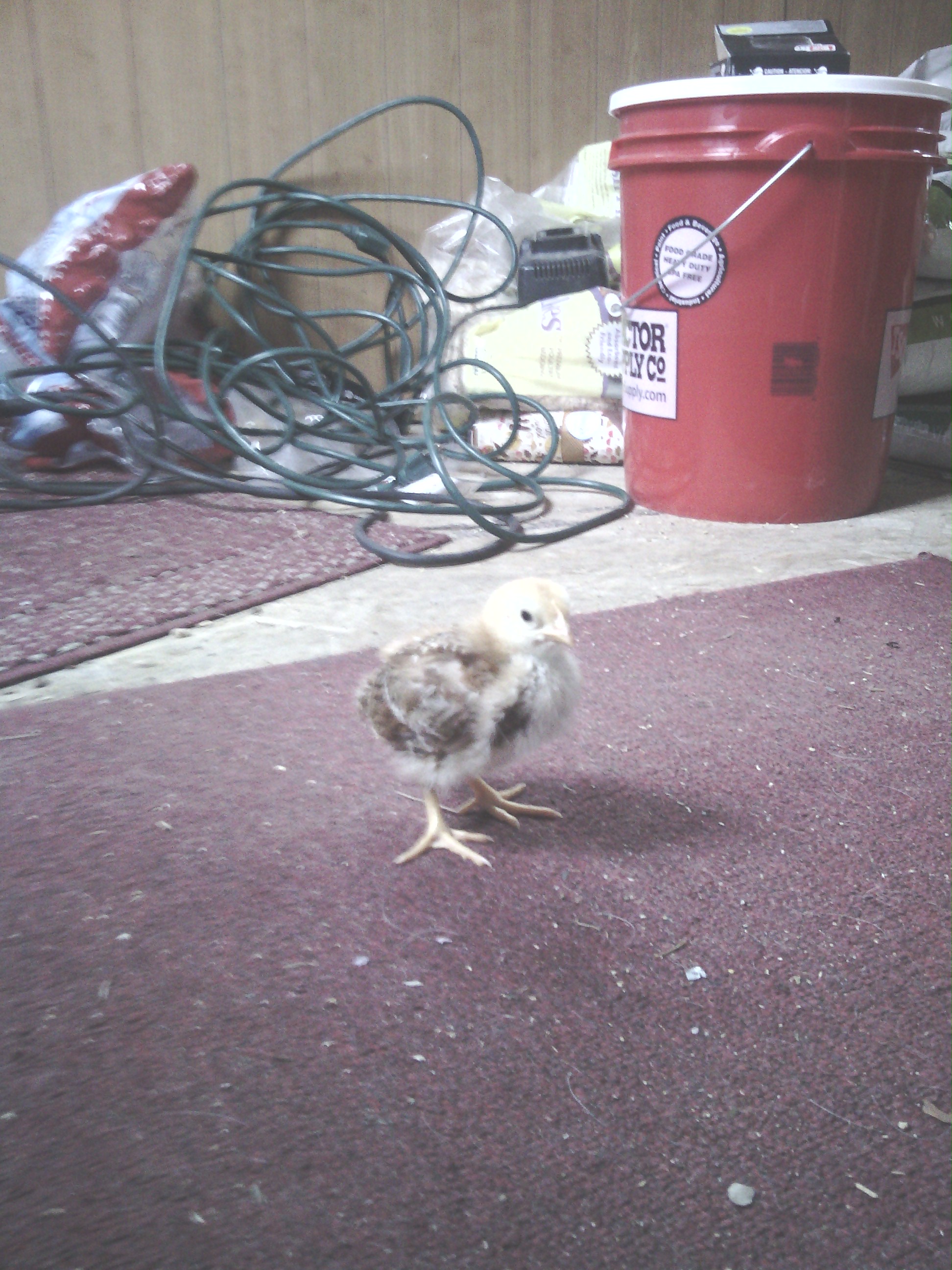 Chicken #1. From TSC . Was told this is a Production red. One of three in a straight run.