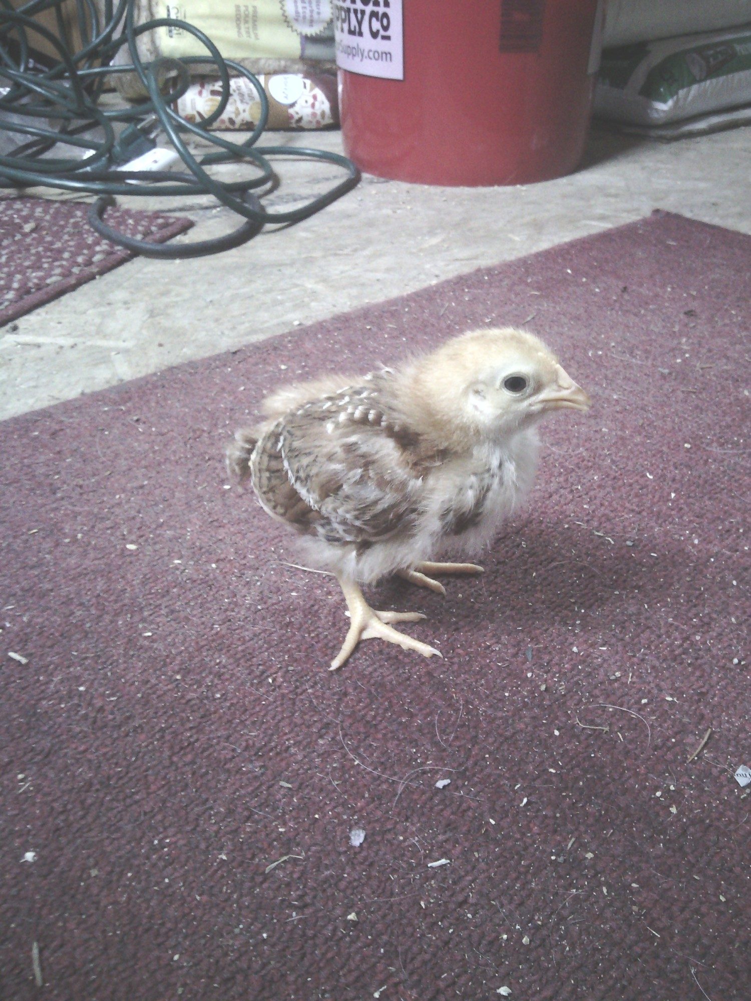 Chicken #1. From TSC . Was told this is a Production red. One of three in a straight run.