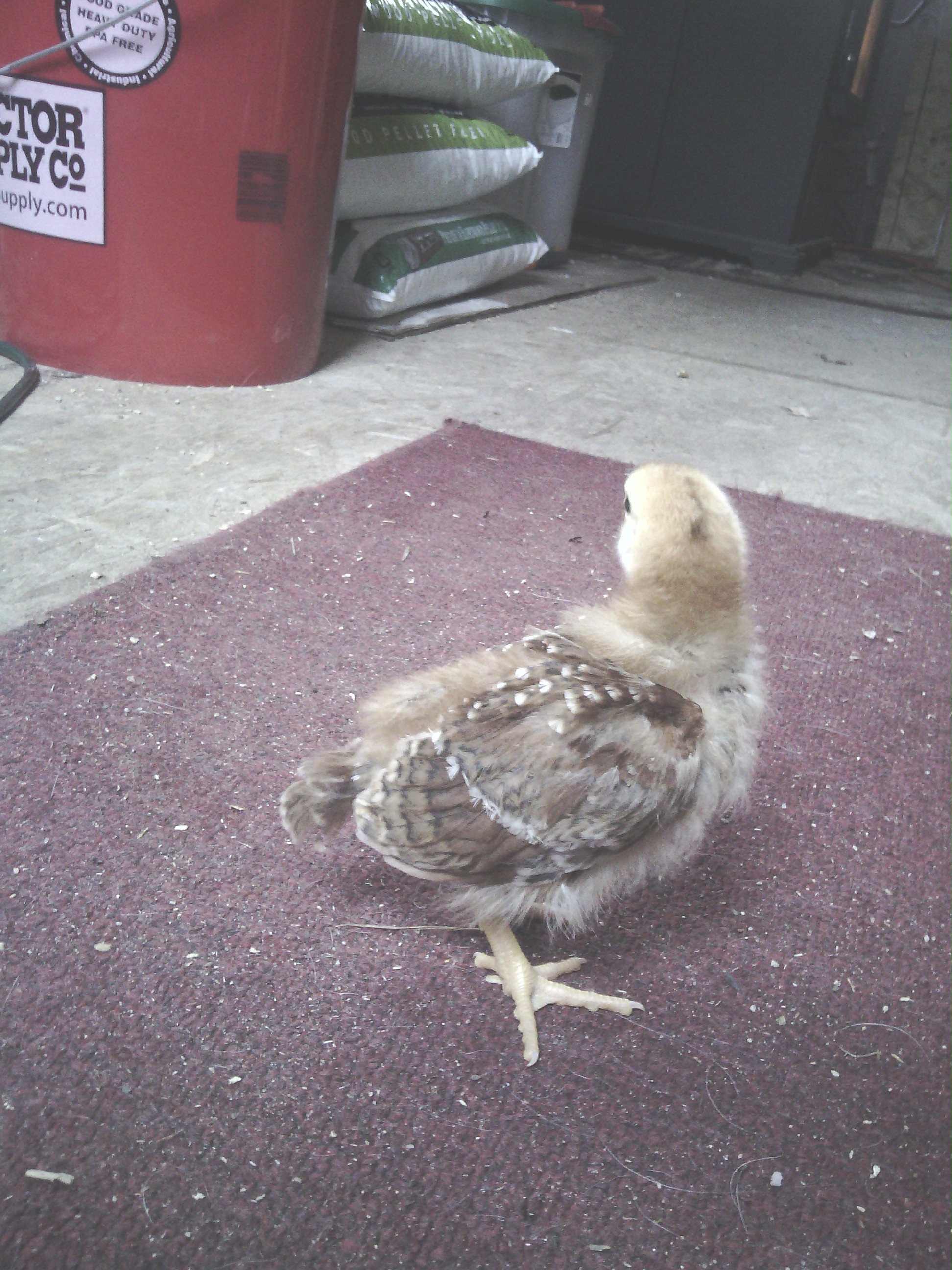 Chicken #1. From TSC . Was told this is a Production red. One of three in a straight run.
