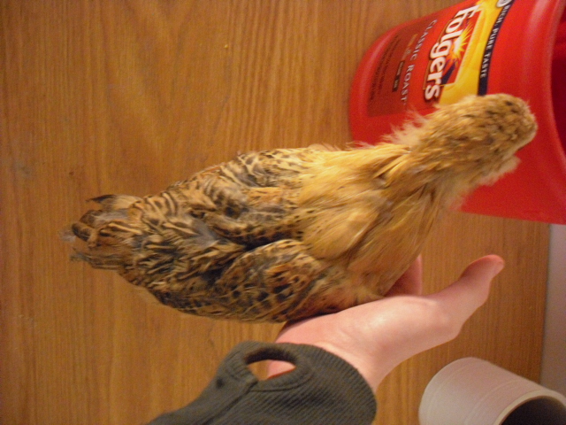 Chicken 1