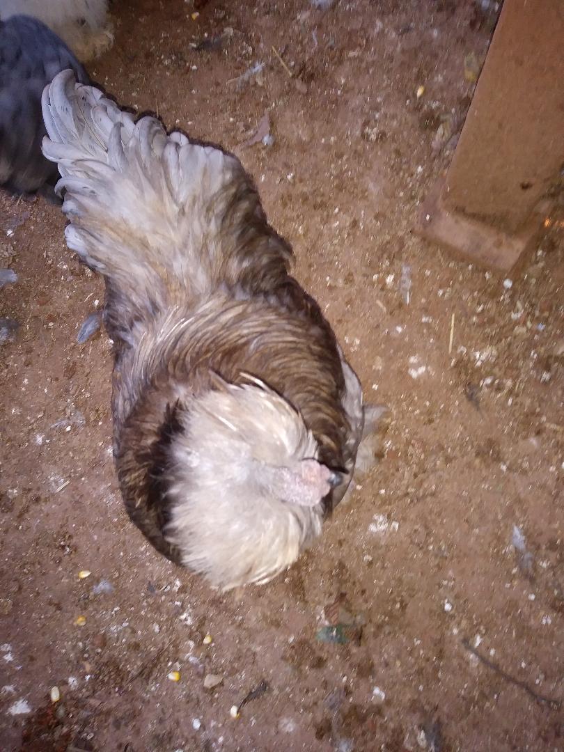Chicken 3