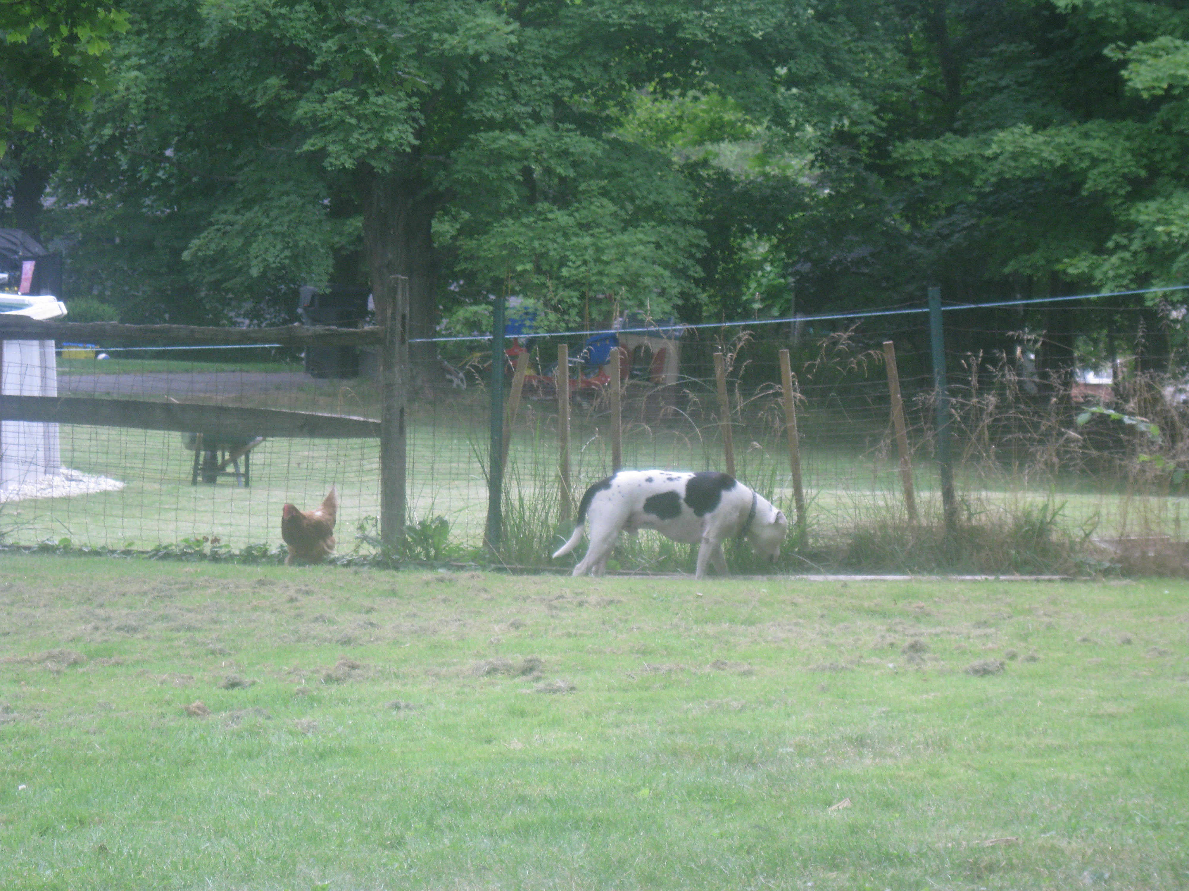 chicken and dog foraging