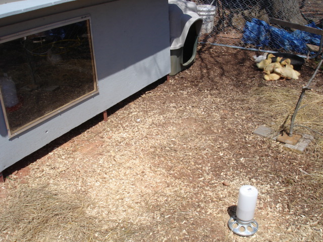 Chicken and duck coop (dog house is for ducks tooo)