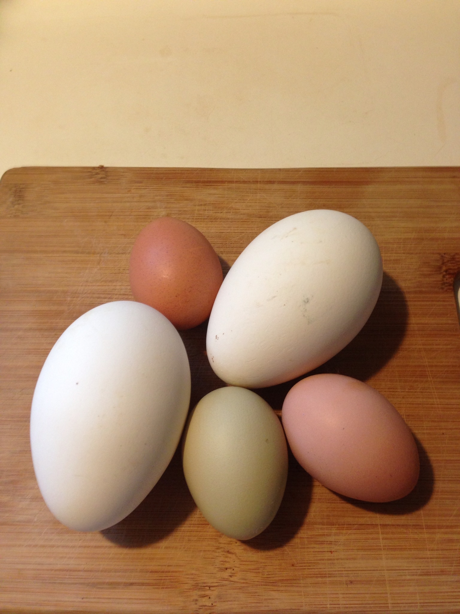 Chicken and goose eggs