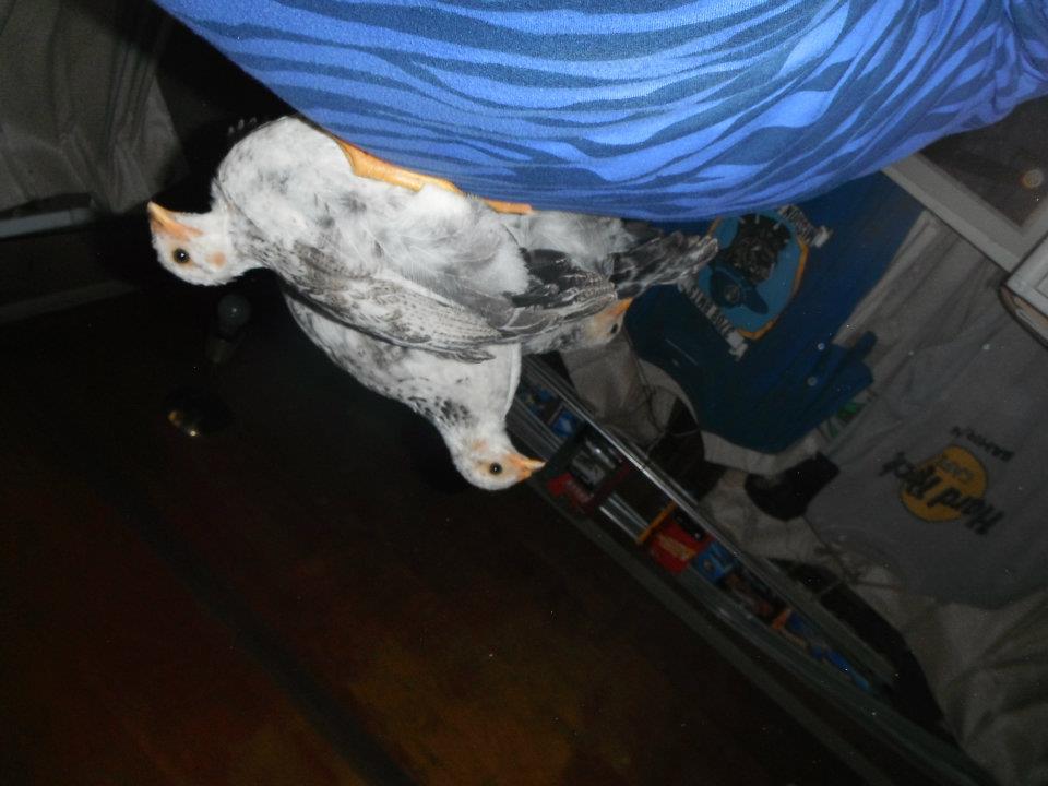 chicken babies on my back