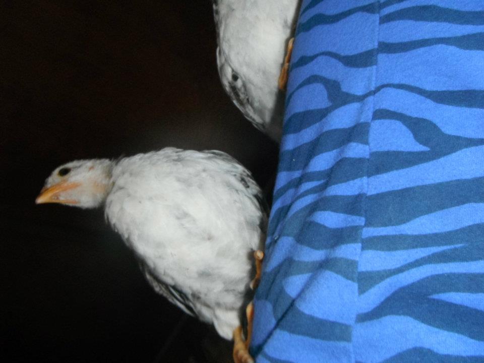 chicken babies on my back