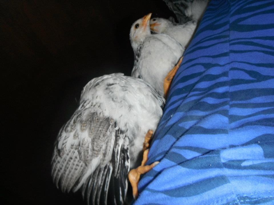 chicken babies on my back