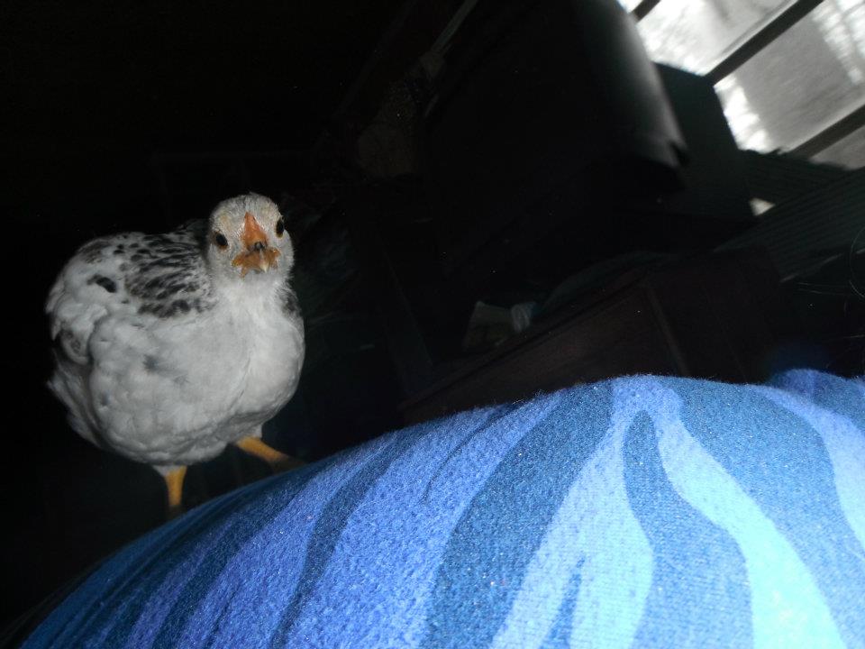chicken babies on my back
