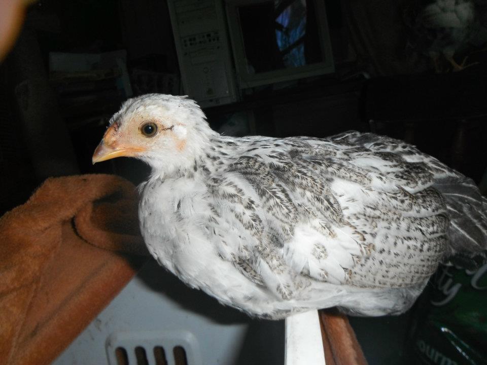 chicken baby on hamper. looking cool.