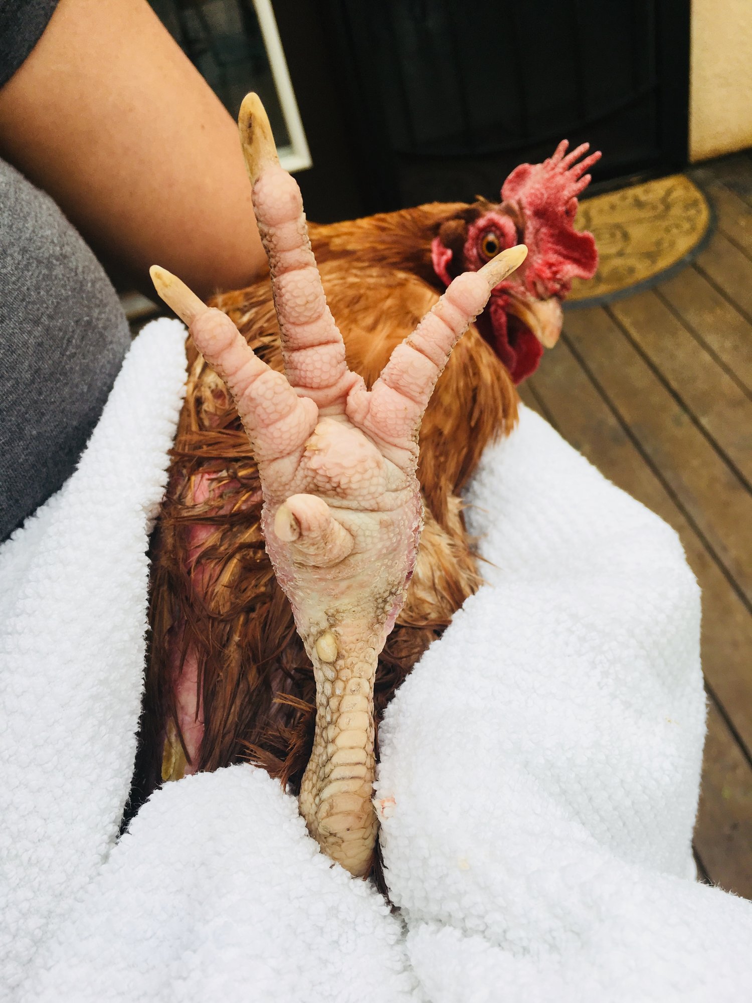 Chicken Bath 12