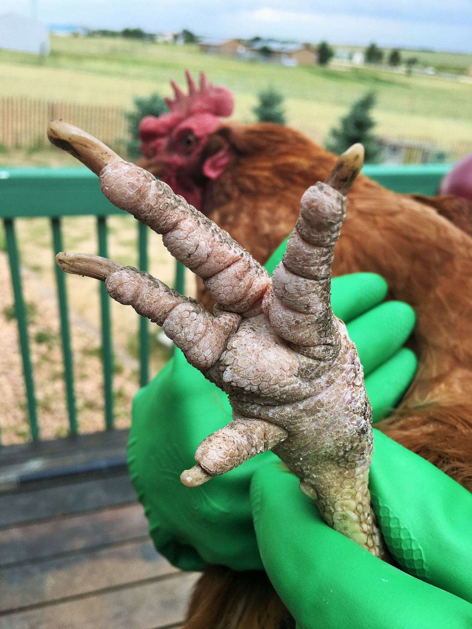 Chicken Bath 15 (2)