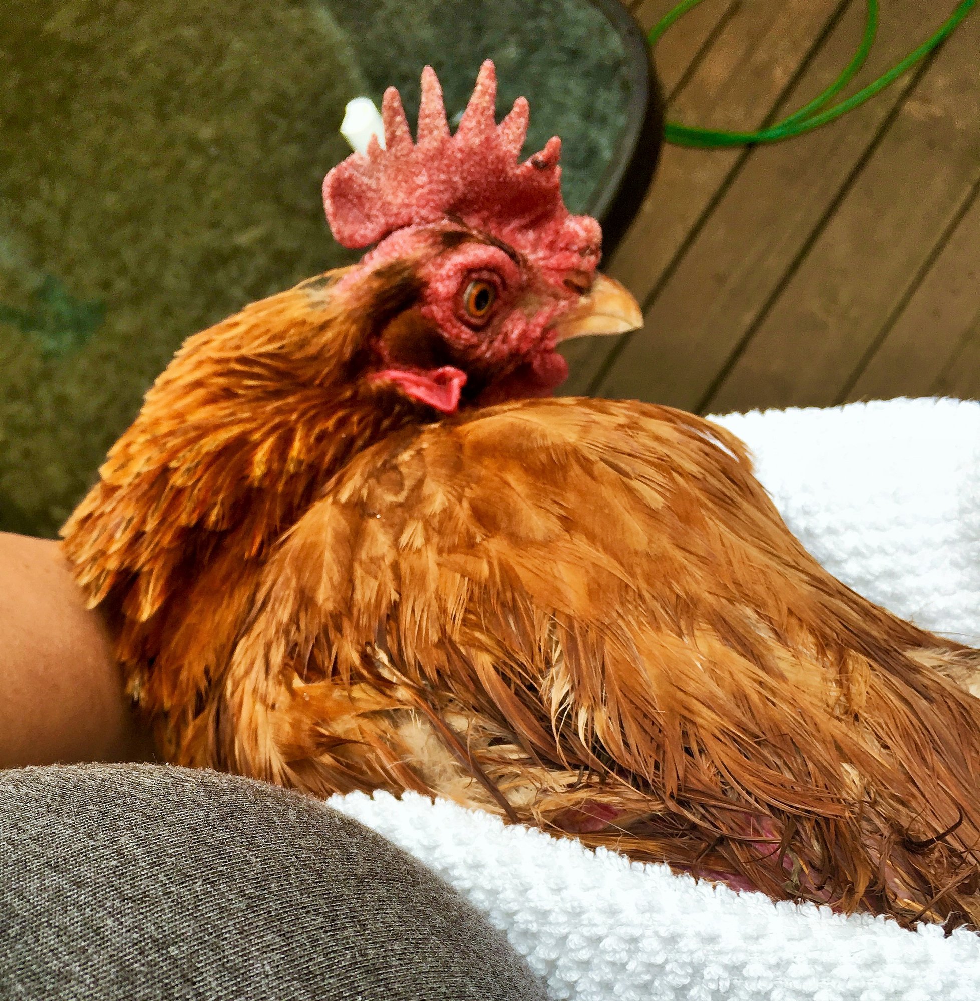 Chicken Bath 7 (2)